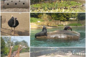 Group Outing to Belfast Zoo 18th April 2019. Animal highlights